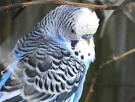 Closeup of clearly the most attractive budgie in the cage